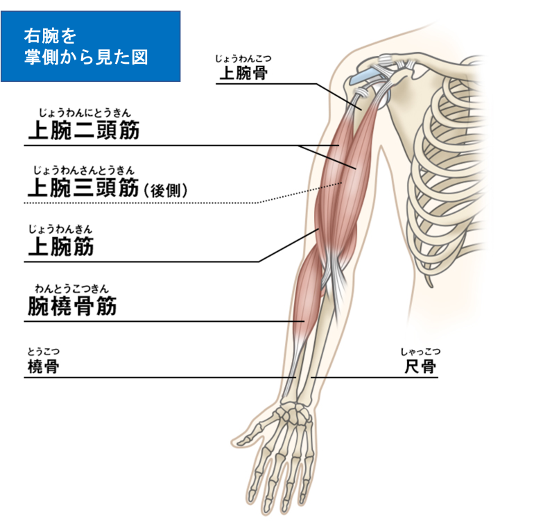 美里町・小牛田で腕肘の痛み｜こごた整形外科クリニック