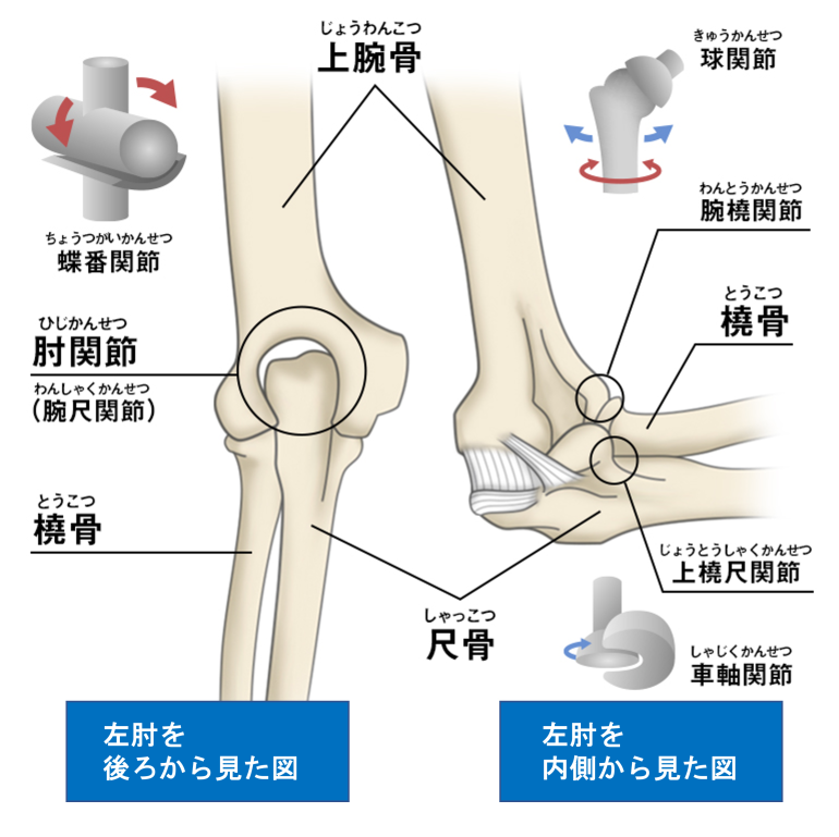 美里町・小牛田で腕肘の痛み｜こごた整形外科クリニック