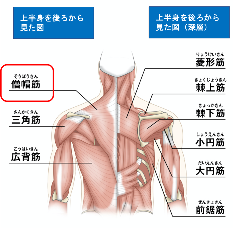 首こり・肩こりの原因となる僧帽筋｜こごた整形外科クリニック