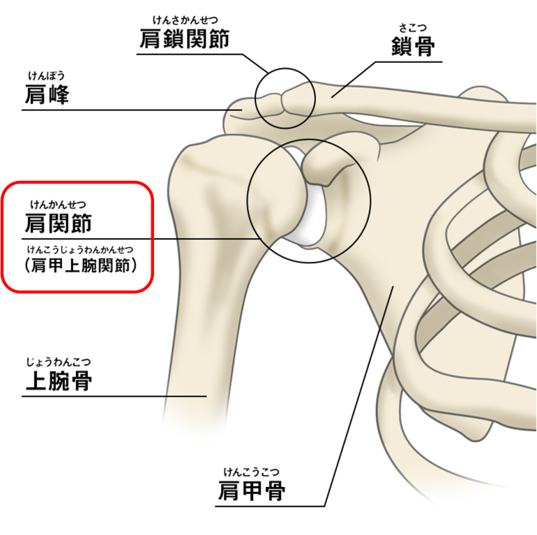 四十肩・五十肩（肩関節周囲炎）｜美里町のこごた整形外科クリニック