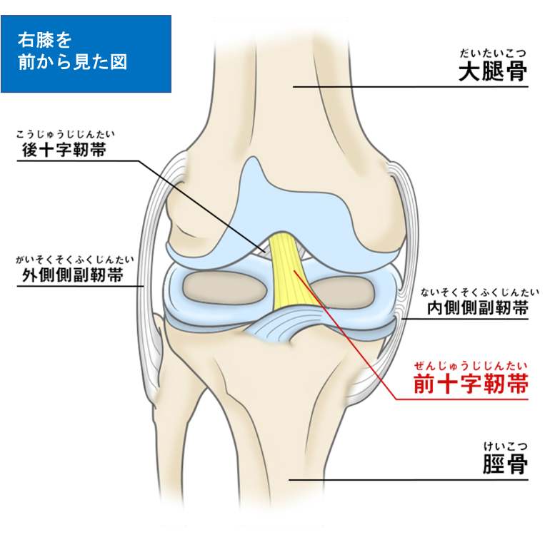 脚 足の痛み 美里町 小牛田で膝 足裏の痛み 外反母趾の治療